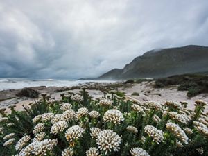 Fynbos vegetation on beach 