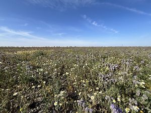 Restoration at Capinero Creek in the San Joaquin Valley.
