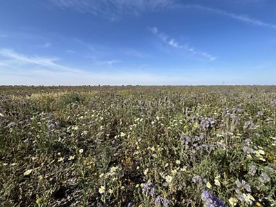 Wildflowers bloom in the spring on Capinero Creek.