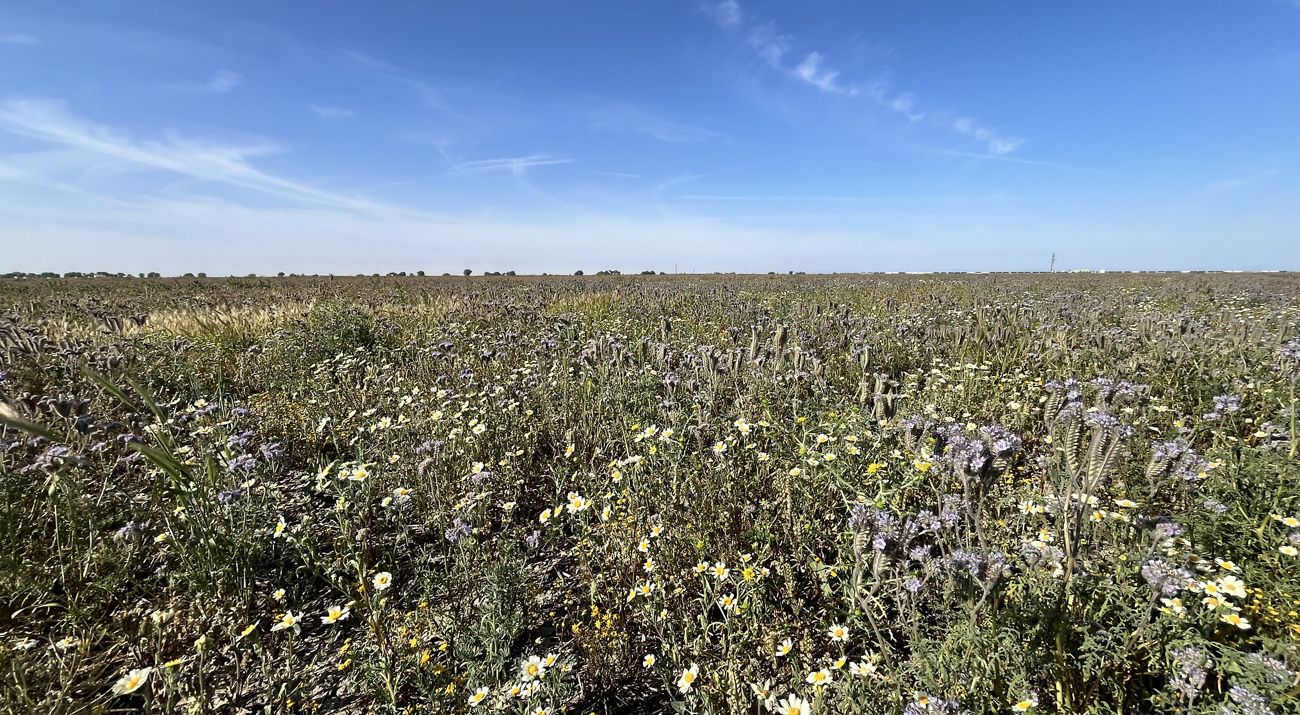 Restoration at Capinero Creek in the San Joaquin Valley.
