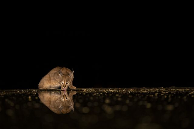 a caracal laps water from a still pool at night