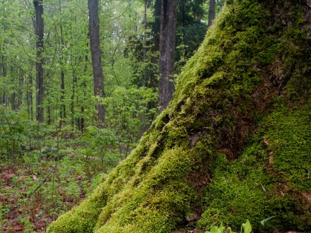 Log down in the middle of the forest.