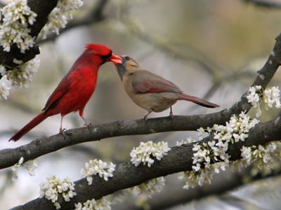 Un cardenal macho y una hembra con sus picos juntos para intercambiar comida.