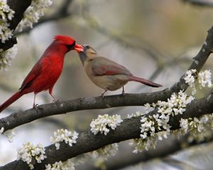 Dos cardenales comparten una baya.