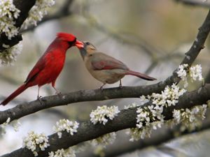 Dos cardenales comparten una baya.