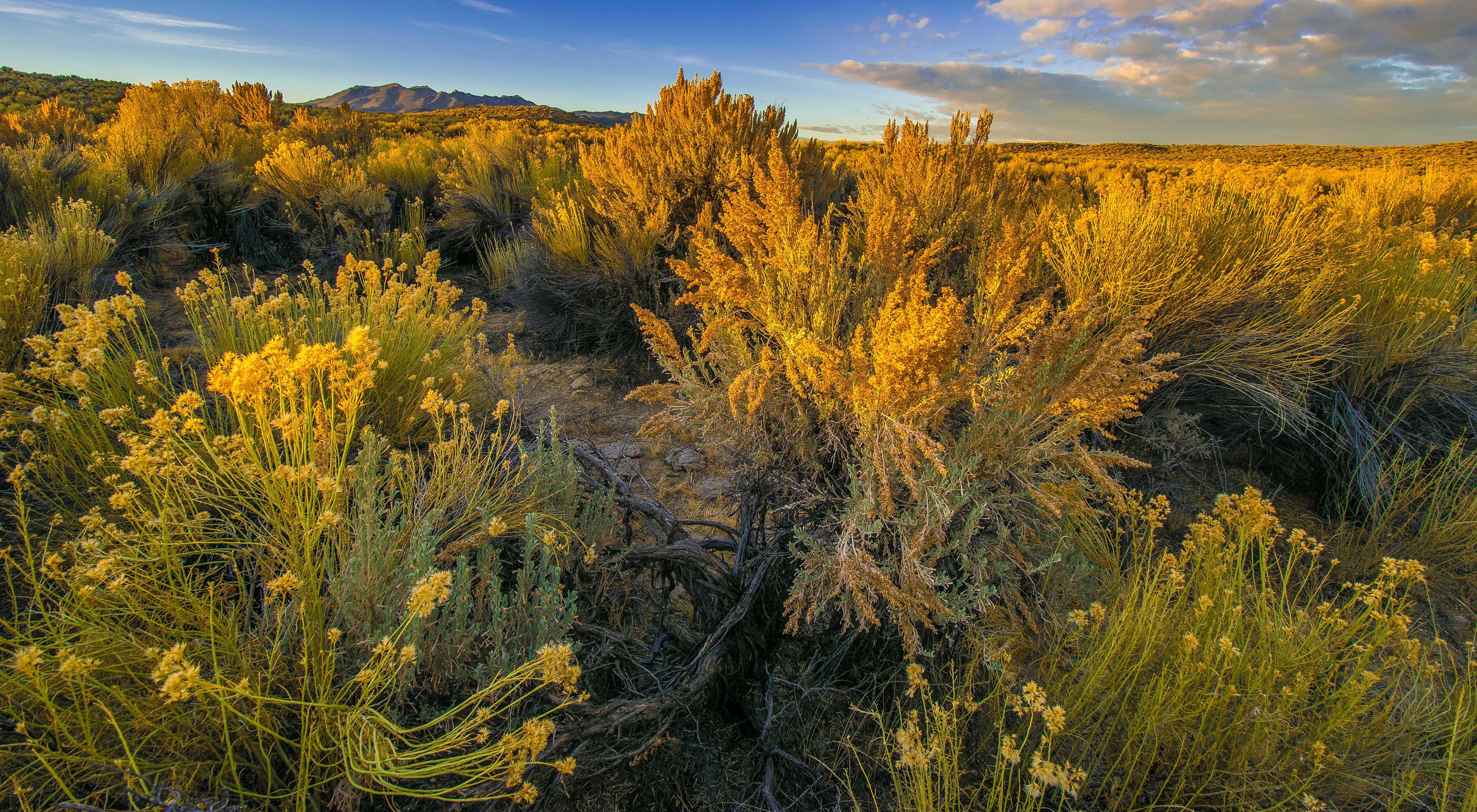 Sagebrush in Eastern Nevada