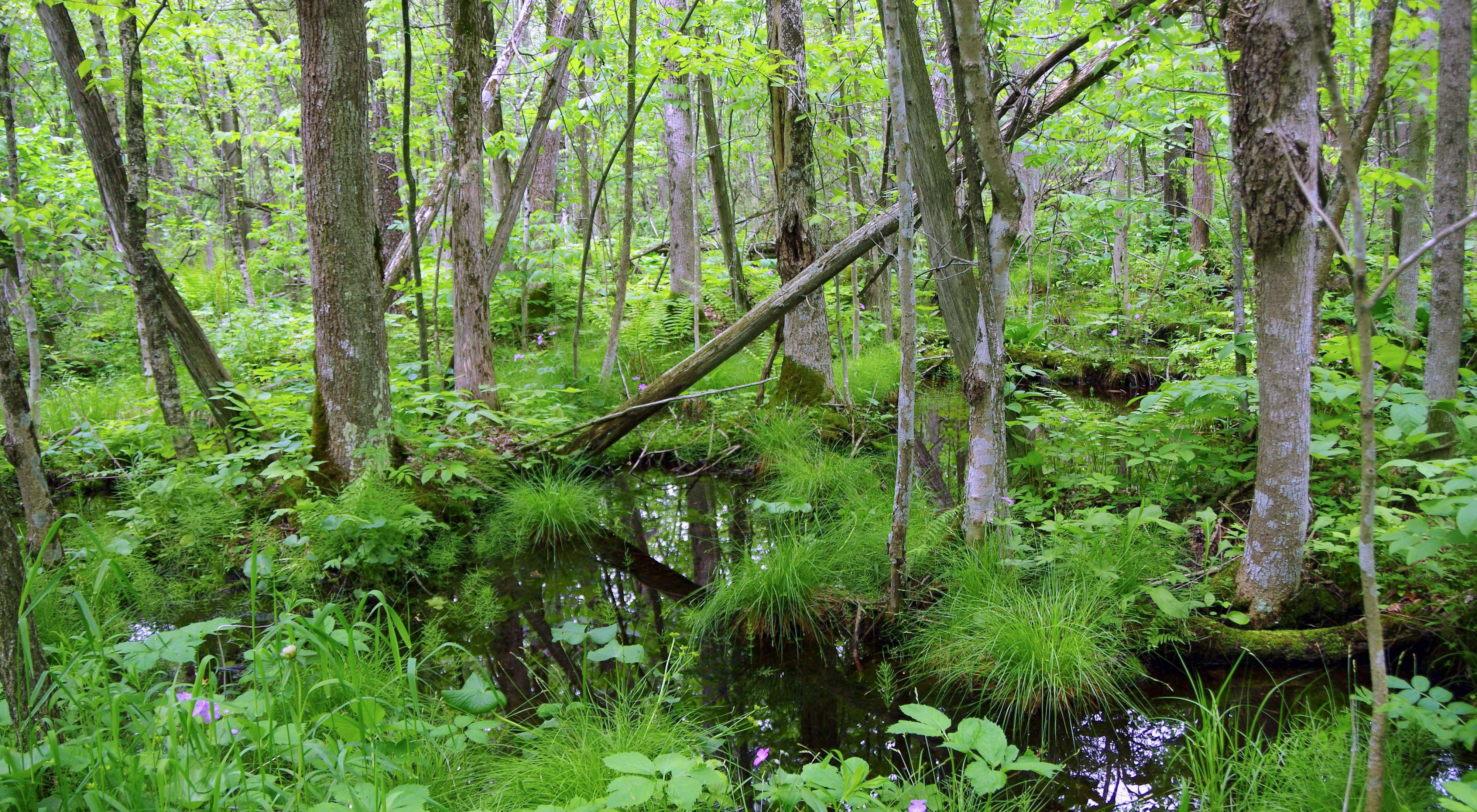 Forested wetland with trees, standing water, flowers.
