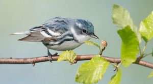 A blue and white striped bird inspects a bud on a branch. 