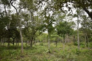 A livestock pasture with intact tree cover