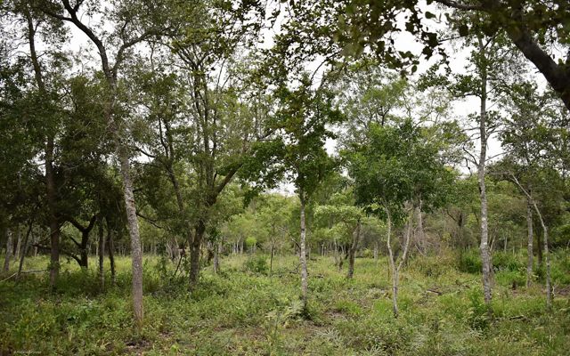 A livestock pasture with intact tree cover