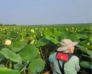 A man in a canoe among American lotus in bloom.