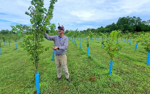 USDA Forest Service researcher Charles Flower examines American elms that are being bred for resistance to Dutch elm disease.