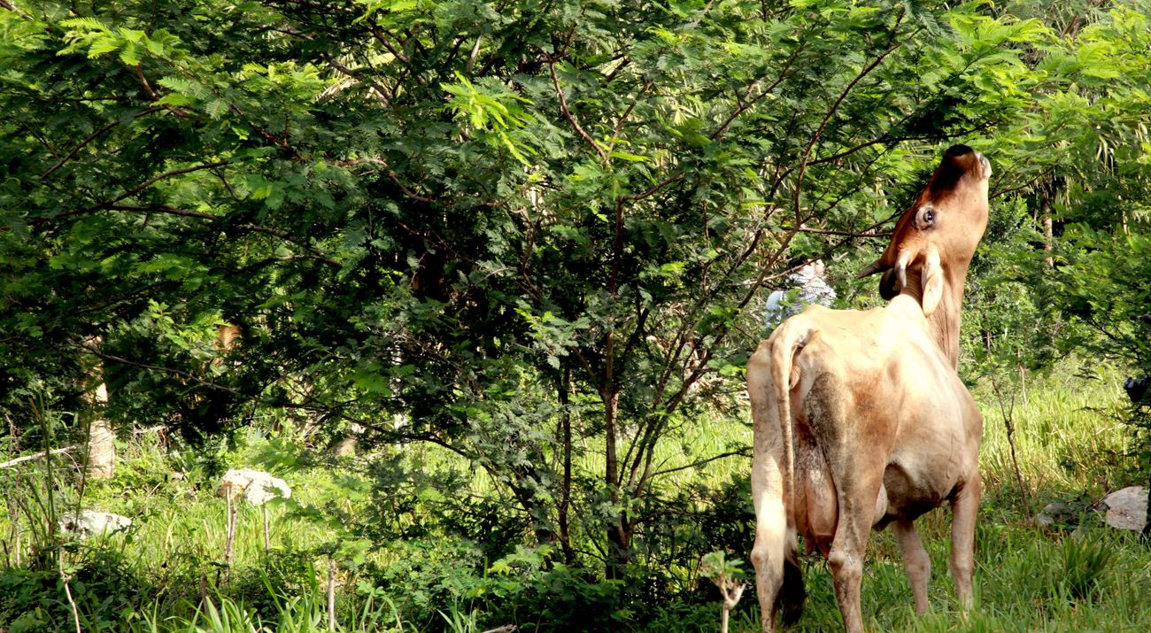 Livestock grazing in a field.