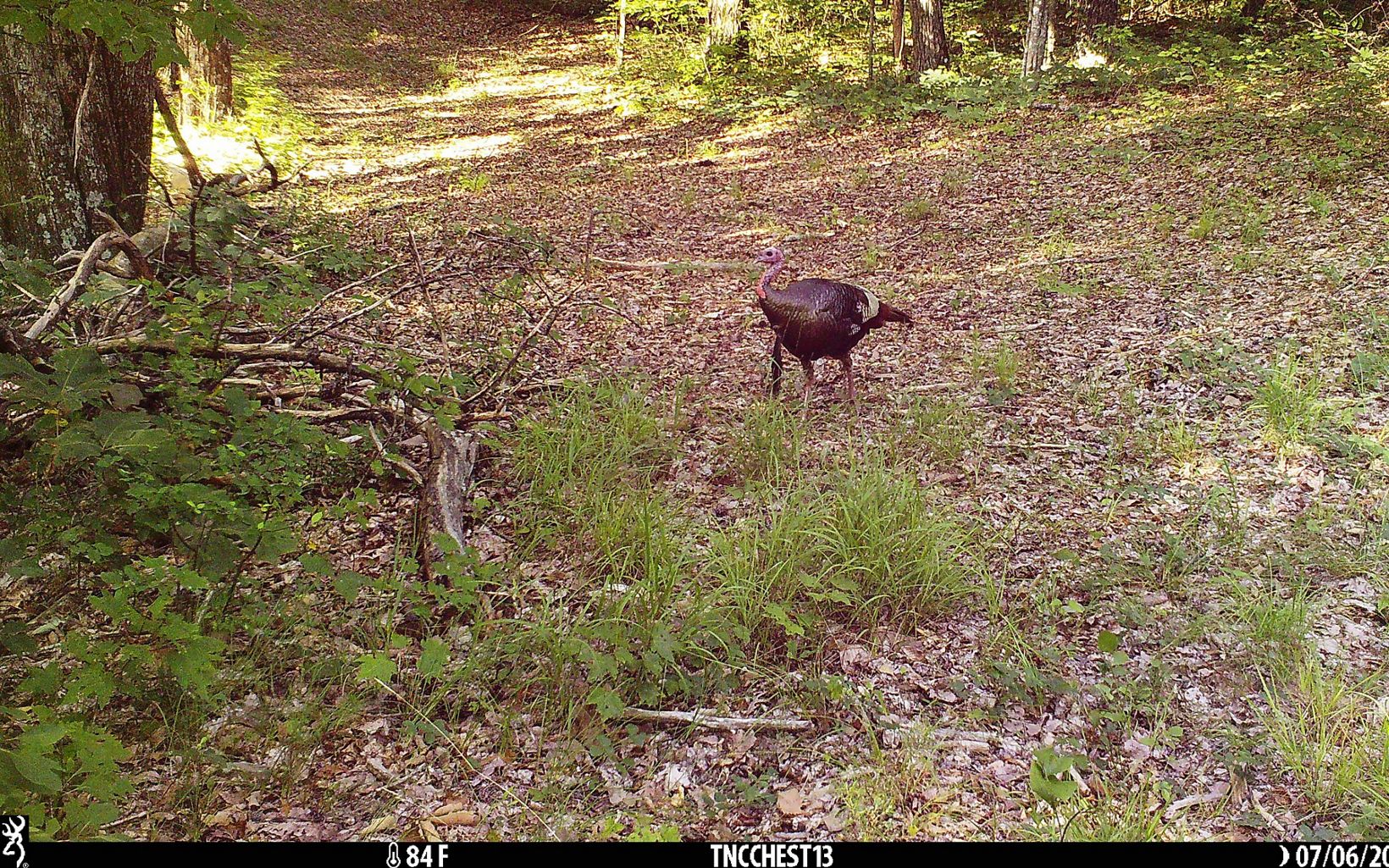 A turkey wanders through the woods.