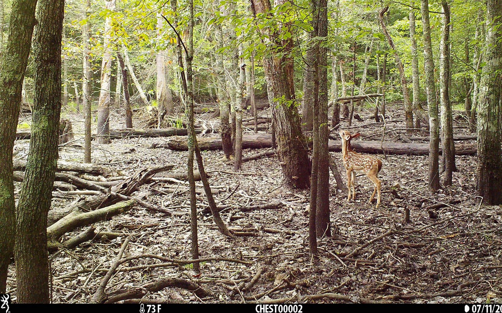 A fawn explores a wooded area.