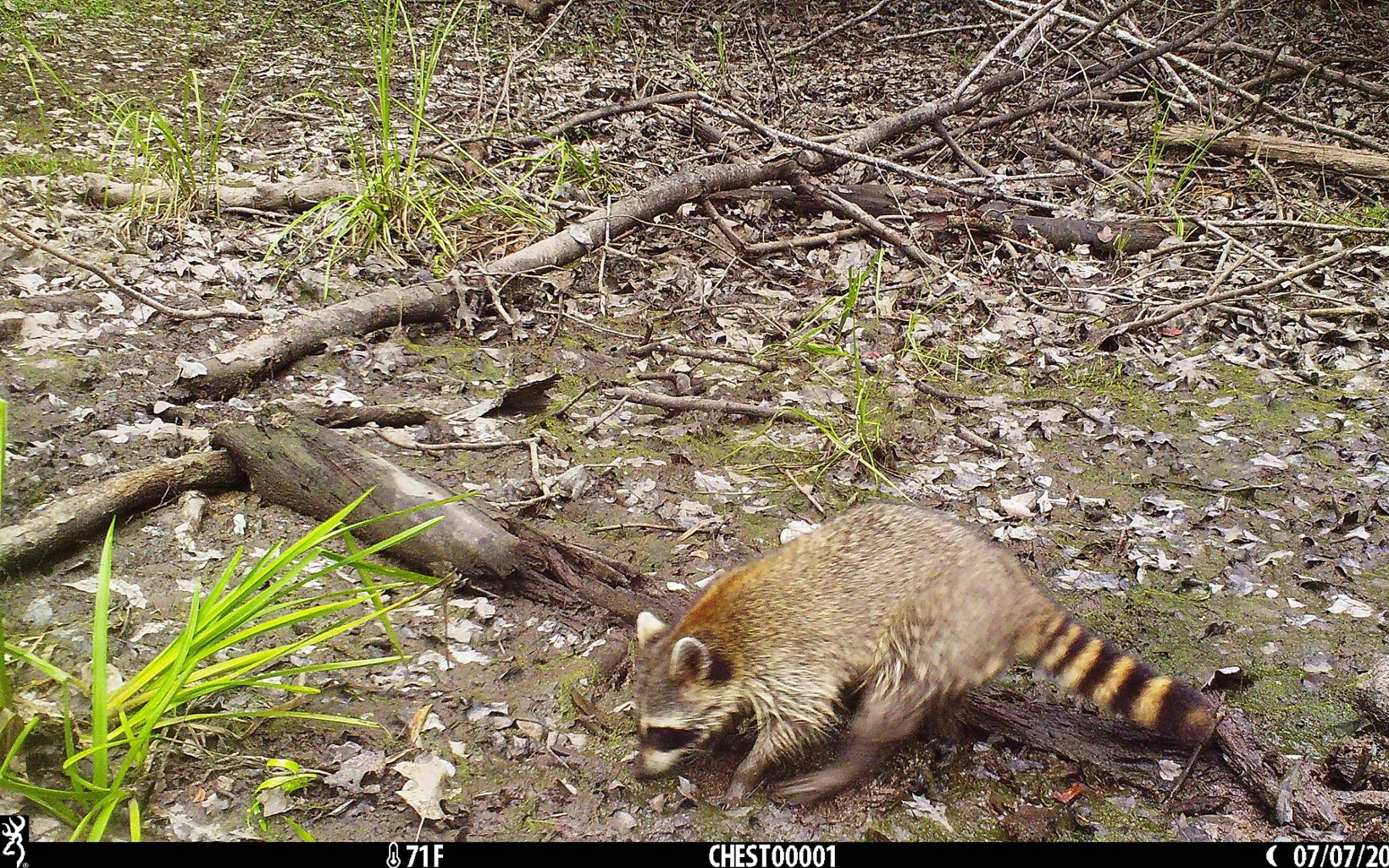 A raccoon walks along a forest floor.