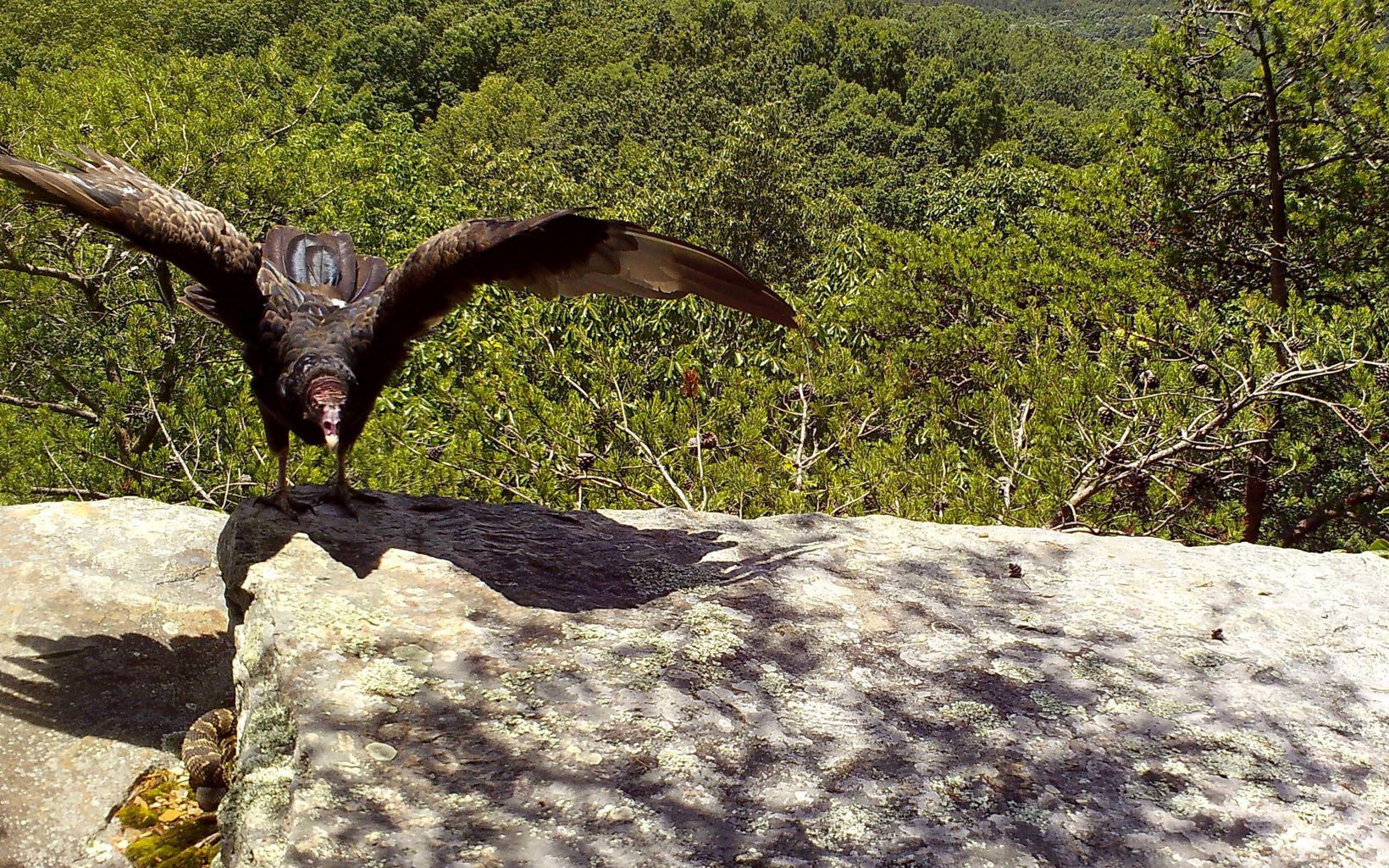 A large bird lands on a rock.