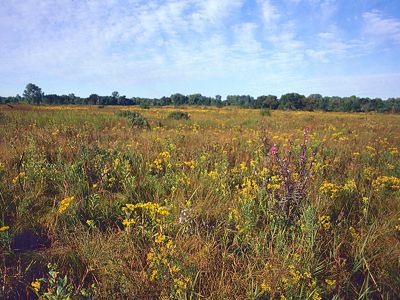 A prairie of blooming wildflowers under a blue sky dotted with clouds. 