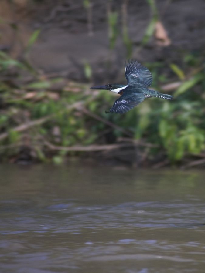 A kingfisher flying over a river.
