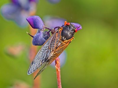 Cicada on a flower.