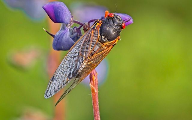 A cicada on a flower.