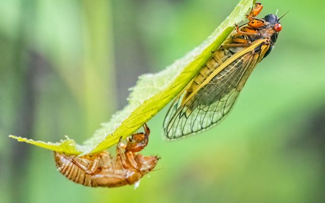 Cicada on a leaf after shedding their exoskeleton.