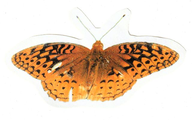 Comstock Fritillary Butterfly