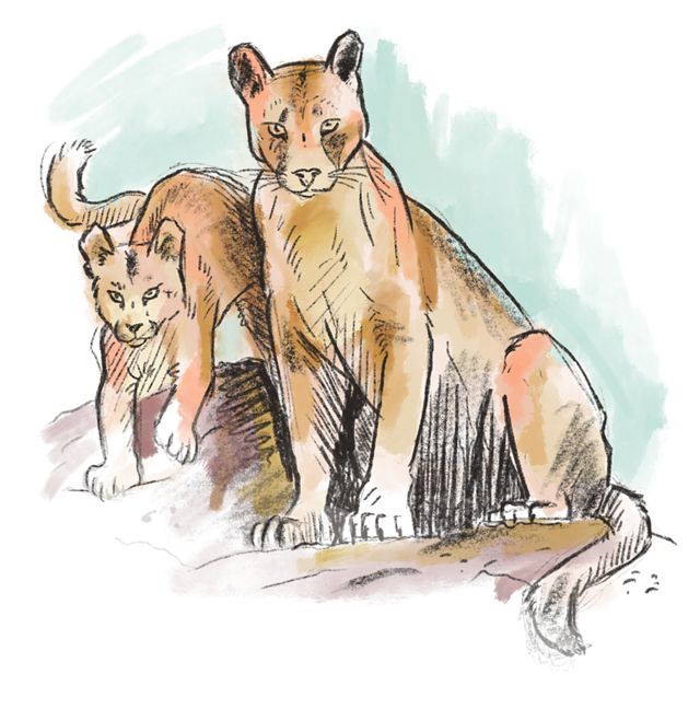 A single mountain lion’s territory can range up to 150 square miles. But despite the enormous size, lions learn their territory in extreme detail.