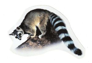 The ringtail (or miner’s cat) is not actually a cat