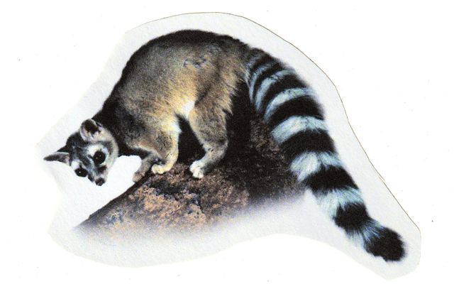 The ringtail (or miner’s cat) is not actually a cat