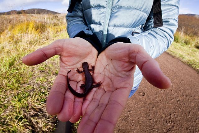 Hands holding a newt.
