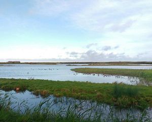 Water and greenery converge in this image of a wetland