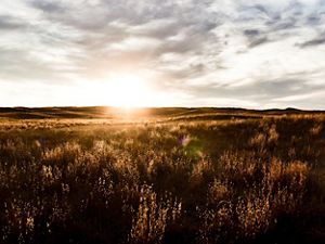 The sun sets along the horizon of a wide expanse of grassland, turning the landscape a golden brown color.