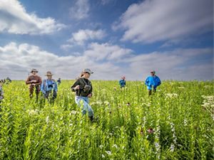 A group of men and women explore a prairie filled with tall, green wildflowers.