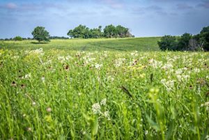 A field of green grass dotted with yellow, purple, and white flowers.