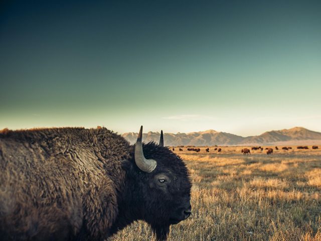 Close-up of a bison overlooking grasslands.