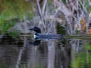 A loon glides through the water in a pond.