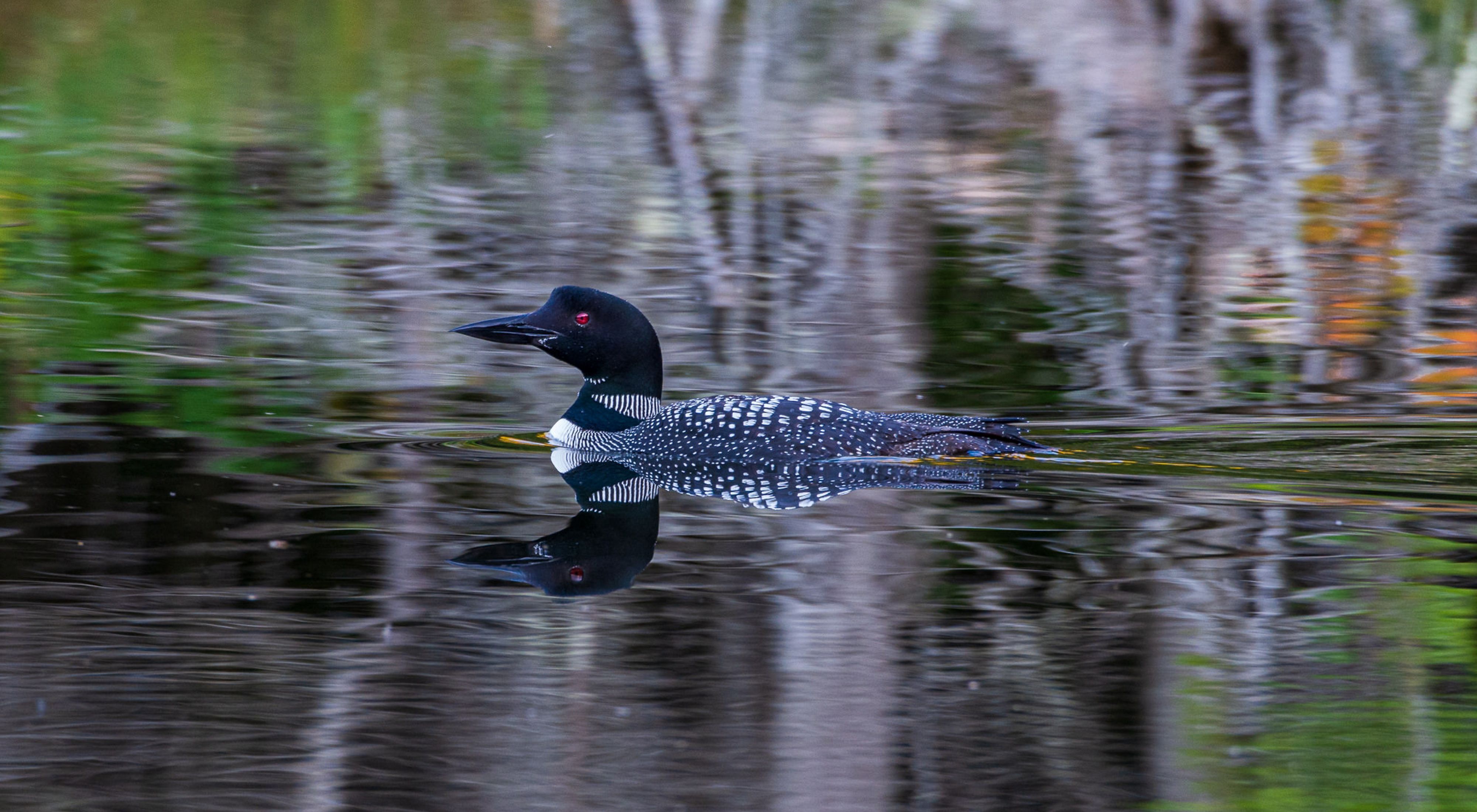 A common loon swimming.