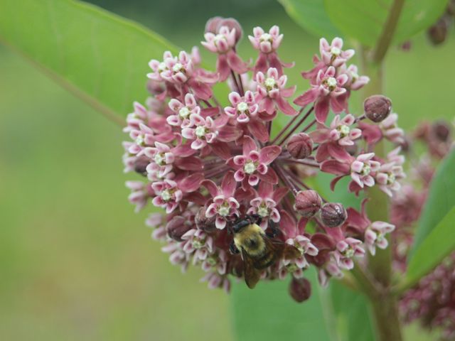 A carpenter bee rests on pink common milkweed flowers. 