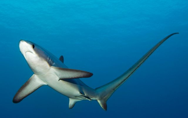 Un tiburón zorro común nada en las profundidades del oceano
