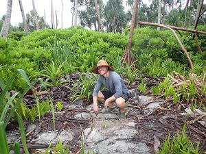 Conservation science volunteer planting native trees as part of the rainforest realignment project at Palmyra Atoll. 