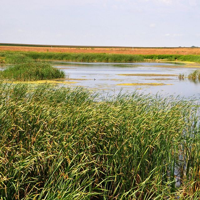 Constructed wetland surrounded by farmland 
