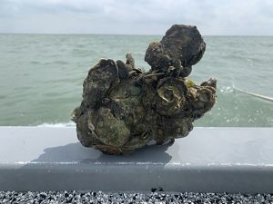A cluster of oysters, mud and barnacles sit on the edge of a boat.