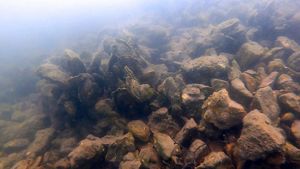 A pile of oysters in murky water.