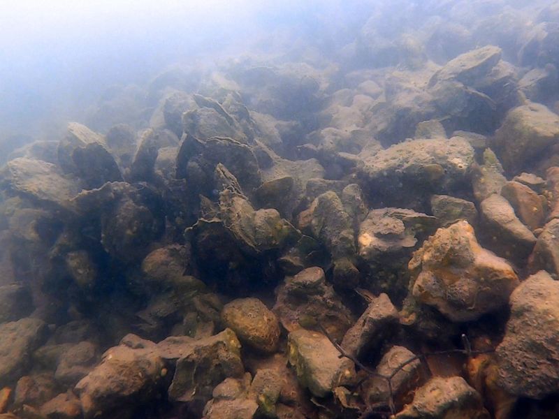 A pile of oysters in murky water.