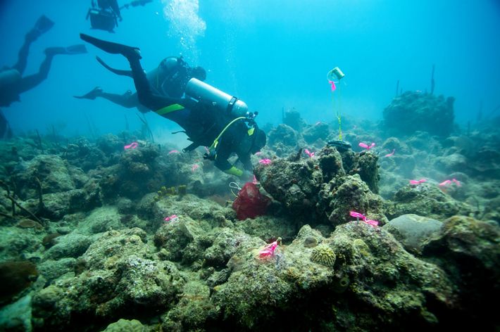 Divers swimming near corals.