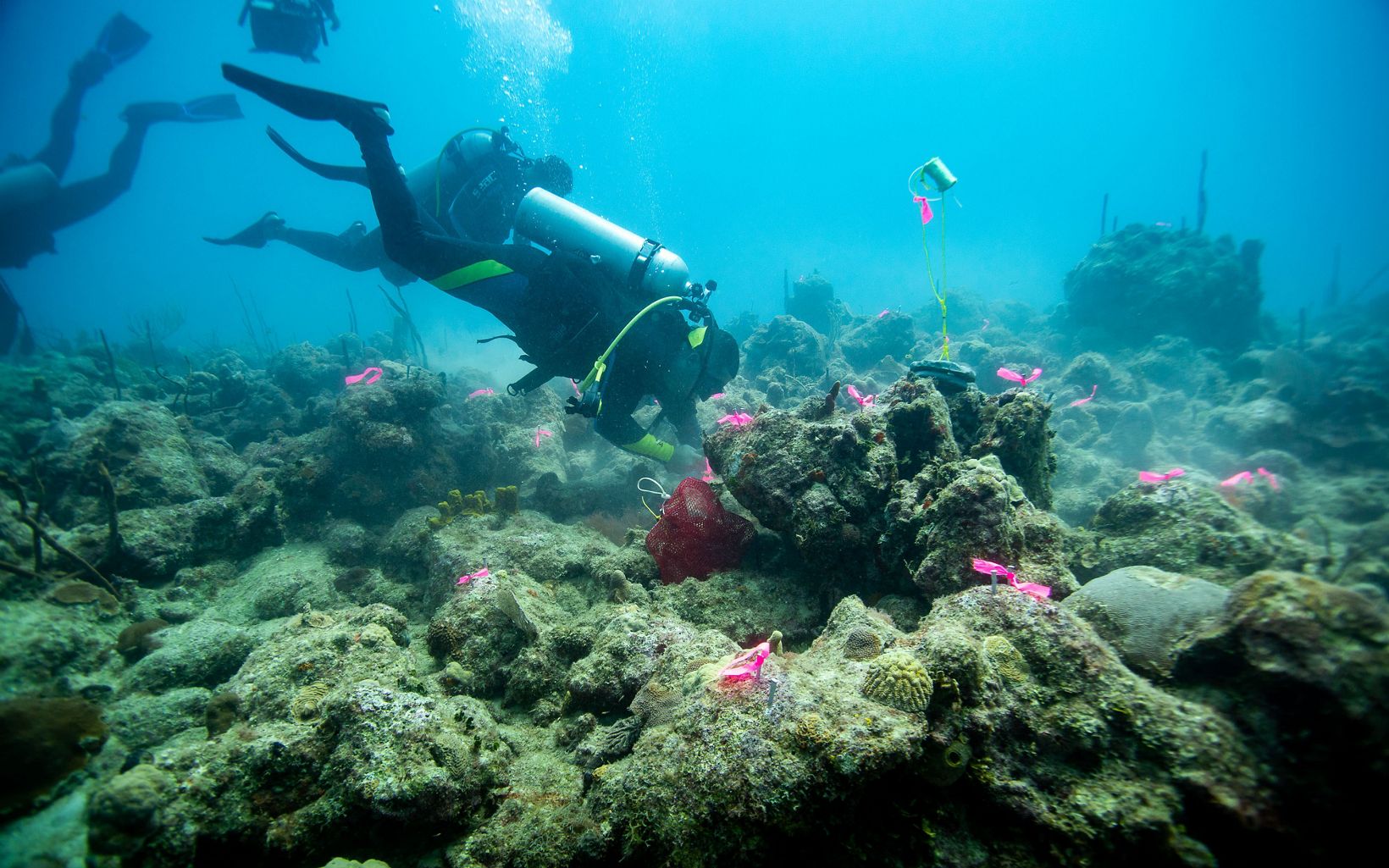 Coral Reef Restoration A diver with a bag of coral fragments zip ties them to nails in the coral bed indicated by pink ribbons. © Paul A. Selvaggio/TNC