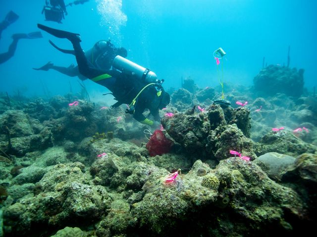 Divers swimming near unhealthy corals.