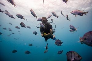 a diver surrounded by fish