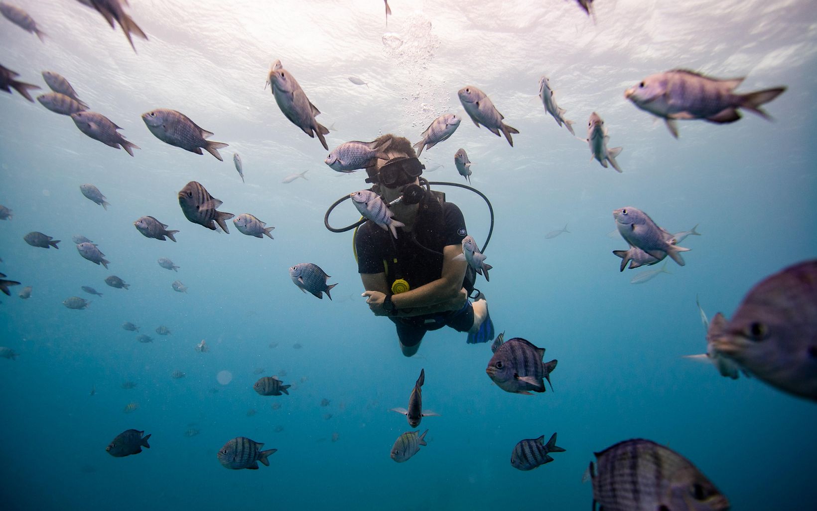Down Below A diver admiring the fish after working on the coral reef. © Paul A. Selvaggio/TNC